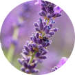 Aromatic Lavender