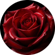 Velvet Rose