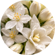 White Florals