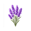 Lavender Vetiver